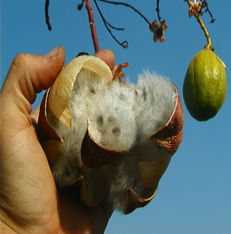 kapok_pod_and_seeds